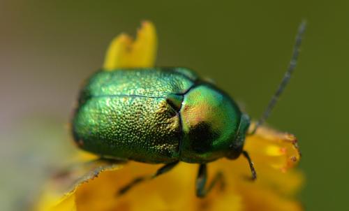 Cryptocephalus sp.